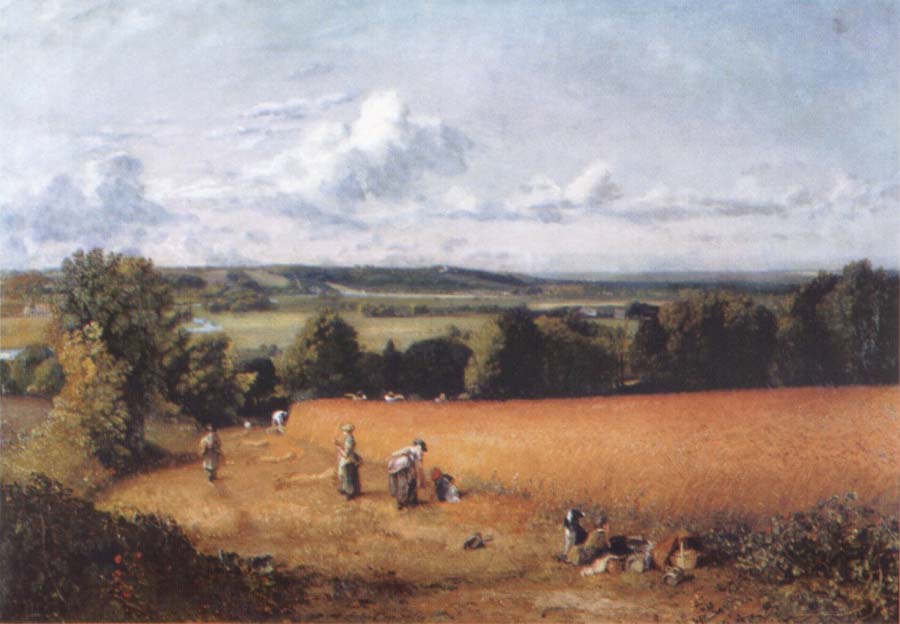 The wheatfield